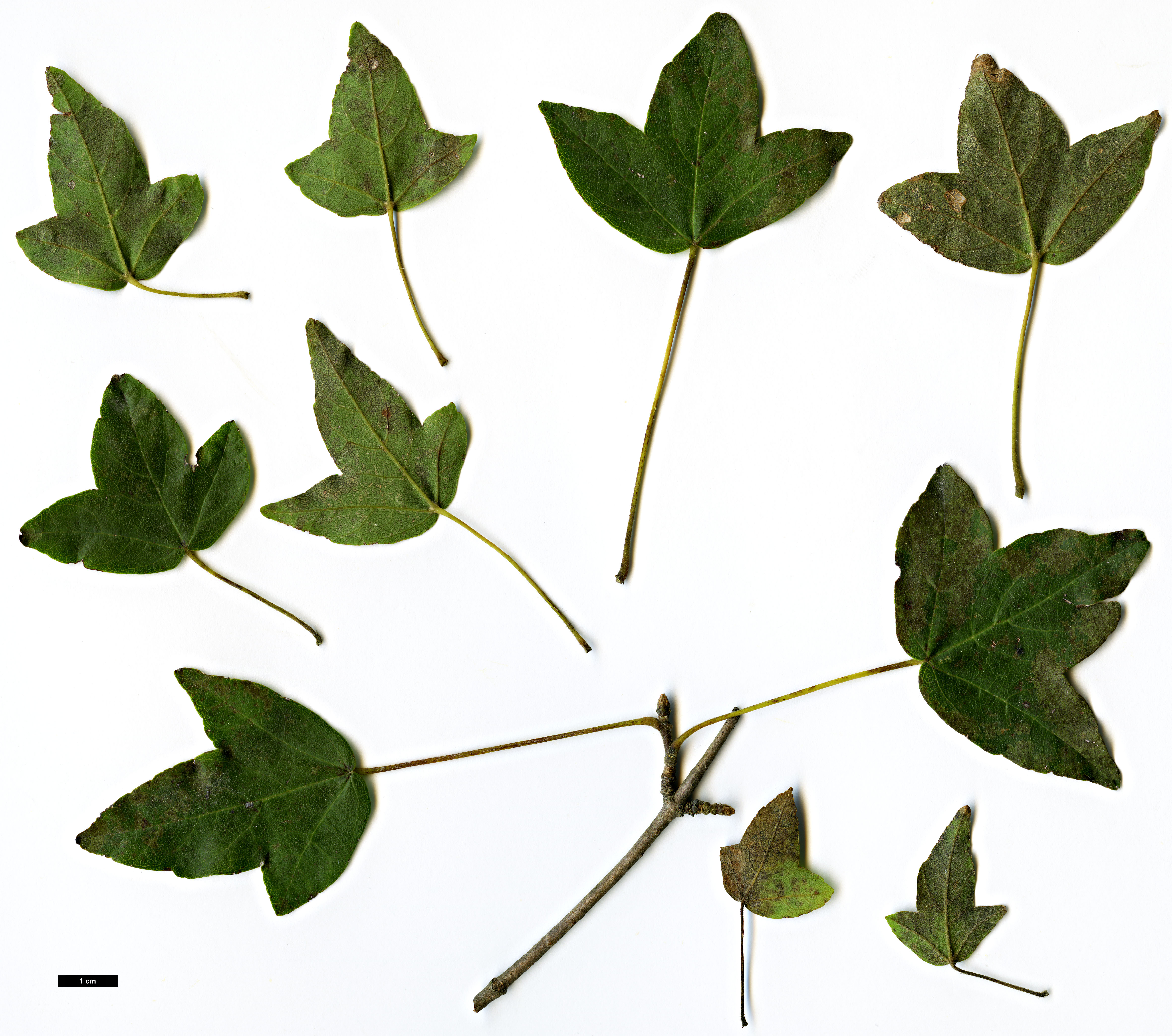 High resolution image: Family: Sapindaceae - Genus: Acer - Taxon: yui 